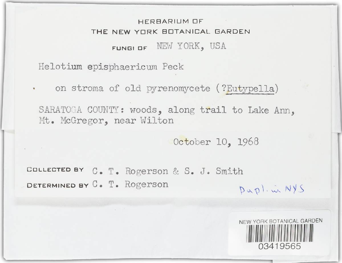 Helotium episphaericum image