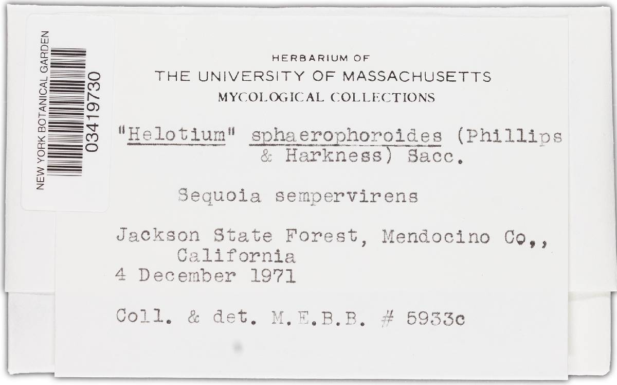 Helotium sphaerophoroides image