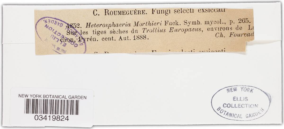Heterosphaeria morthieri image