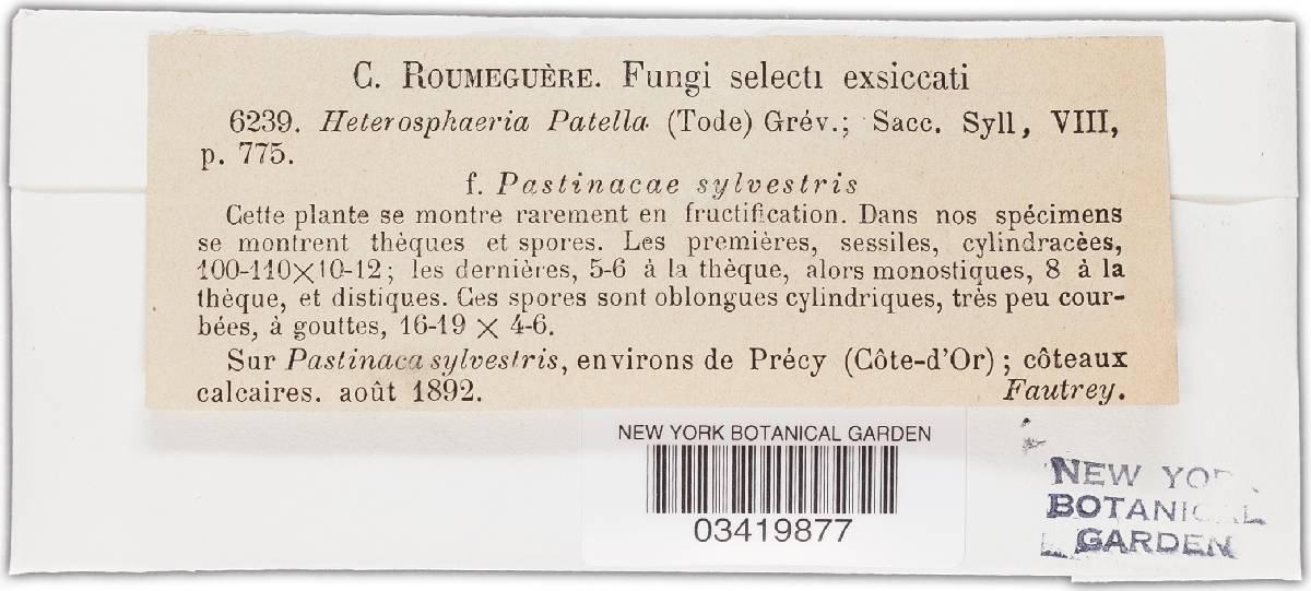 Heterosphaeria patella image