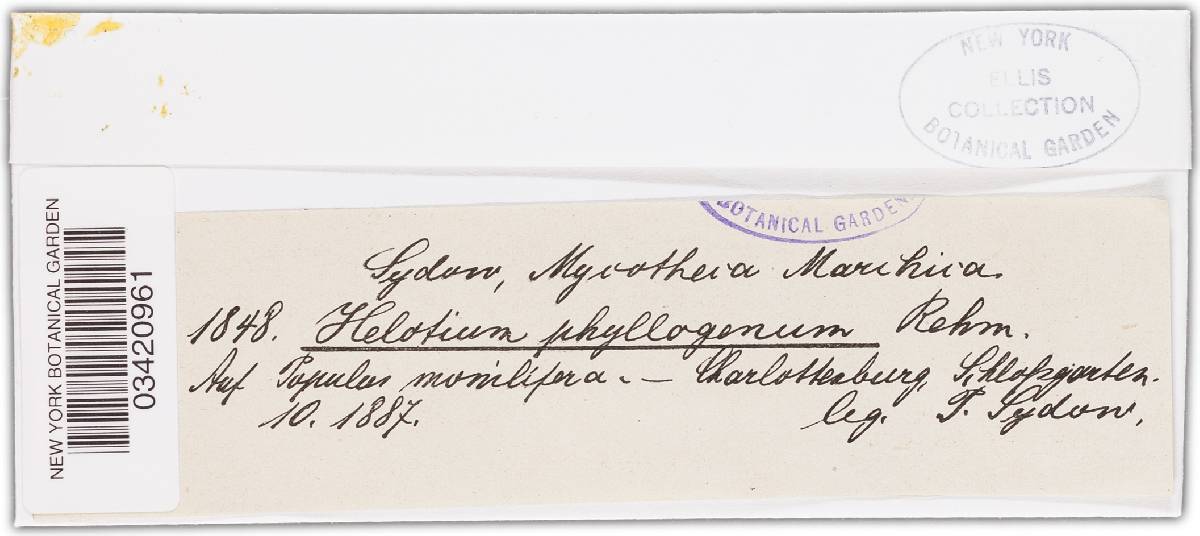 Hymenoscyphus phyllogenus image