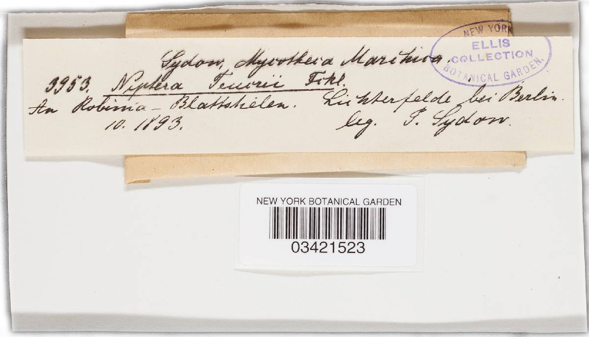 Mollisia teucrii image
