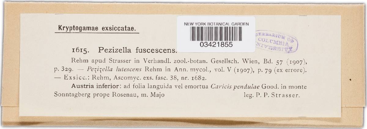 Pyrenopeziza fuscescens image
