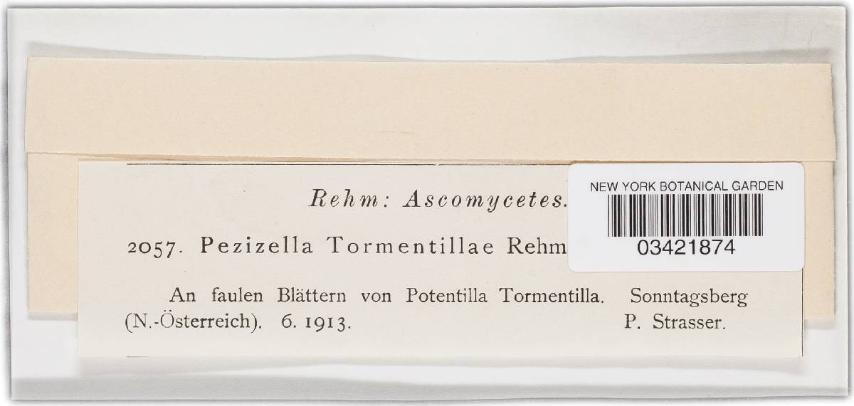 Pezizella tormentillae image