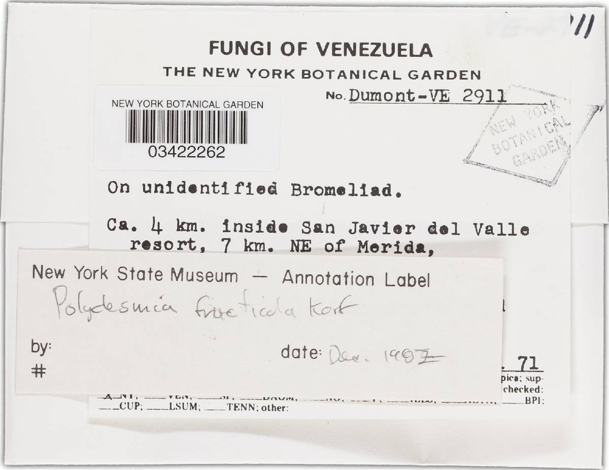 Polydesmia fructicola image
