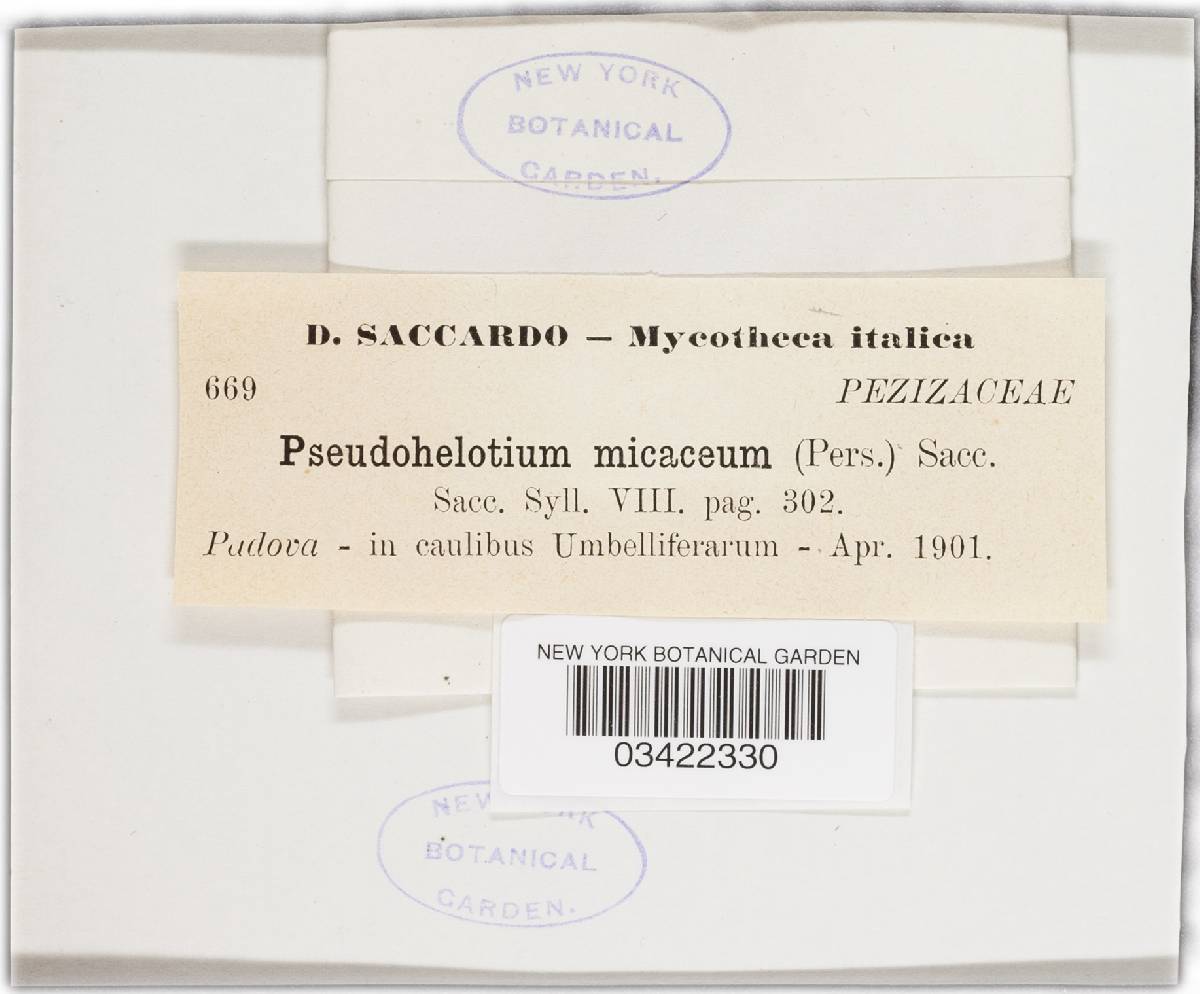 Psilachnum micaceum image