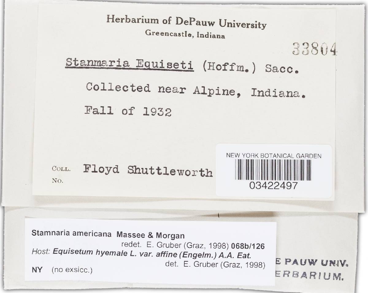 Stamnaria americana image