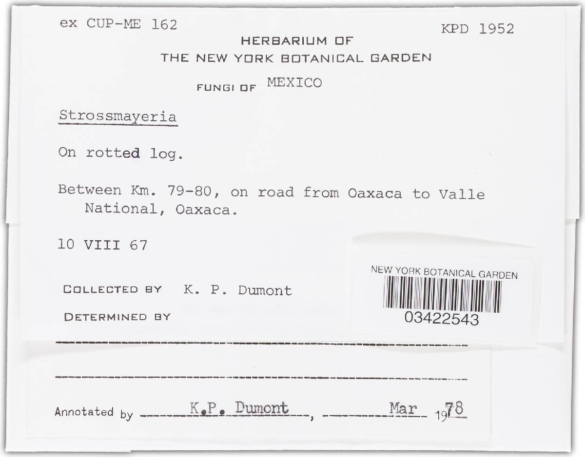 Strossmayeria basitricha image