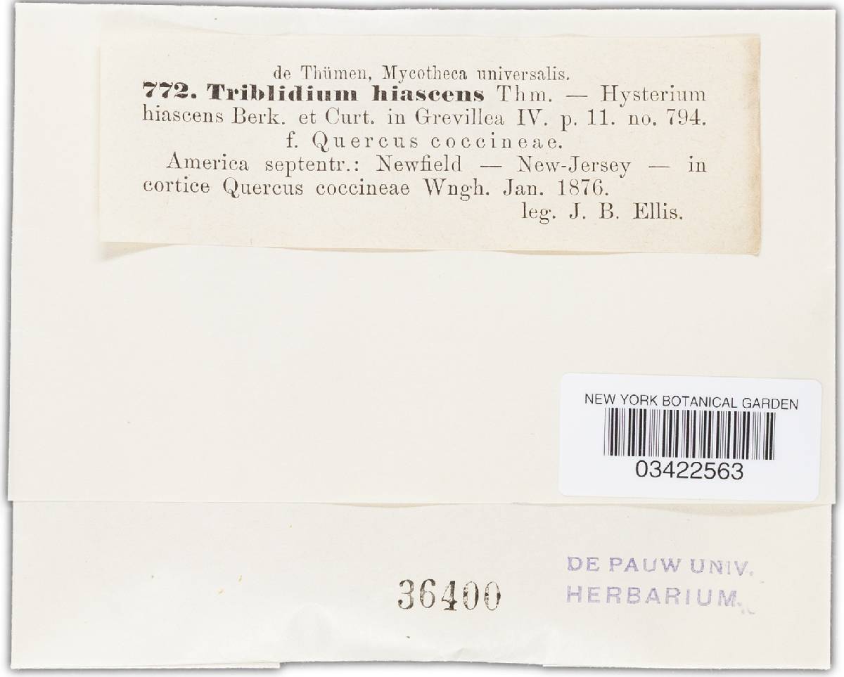 Tryblidium hiascens image