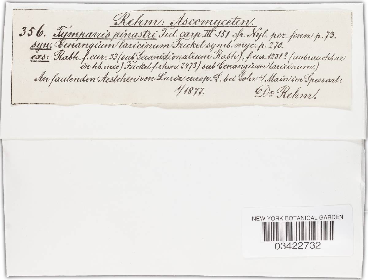 Tympanis laricina image