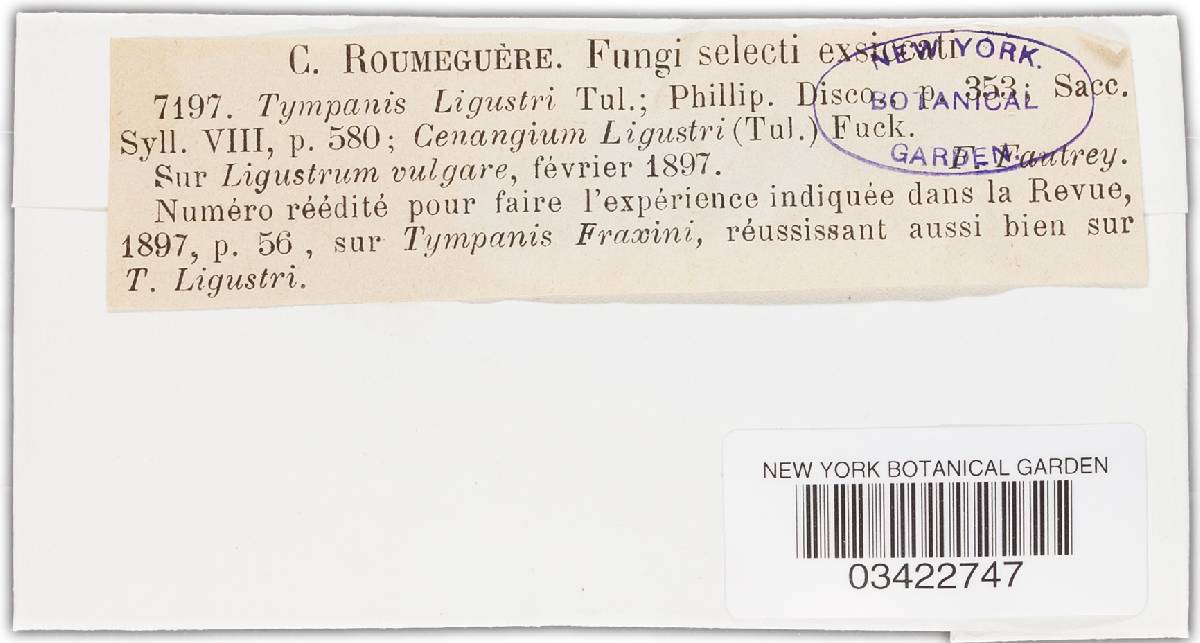 Tympanis ligustri image