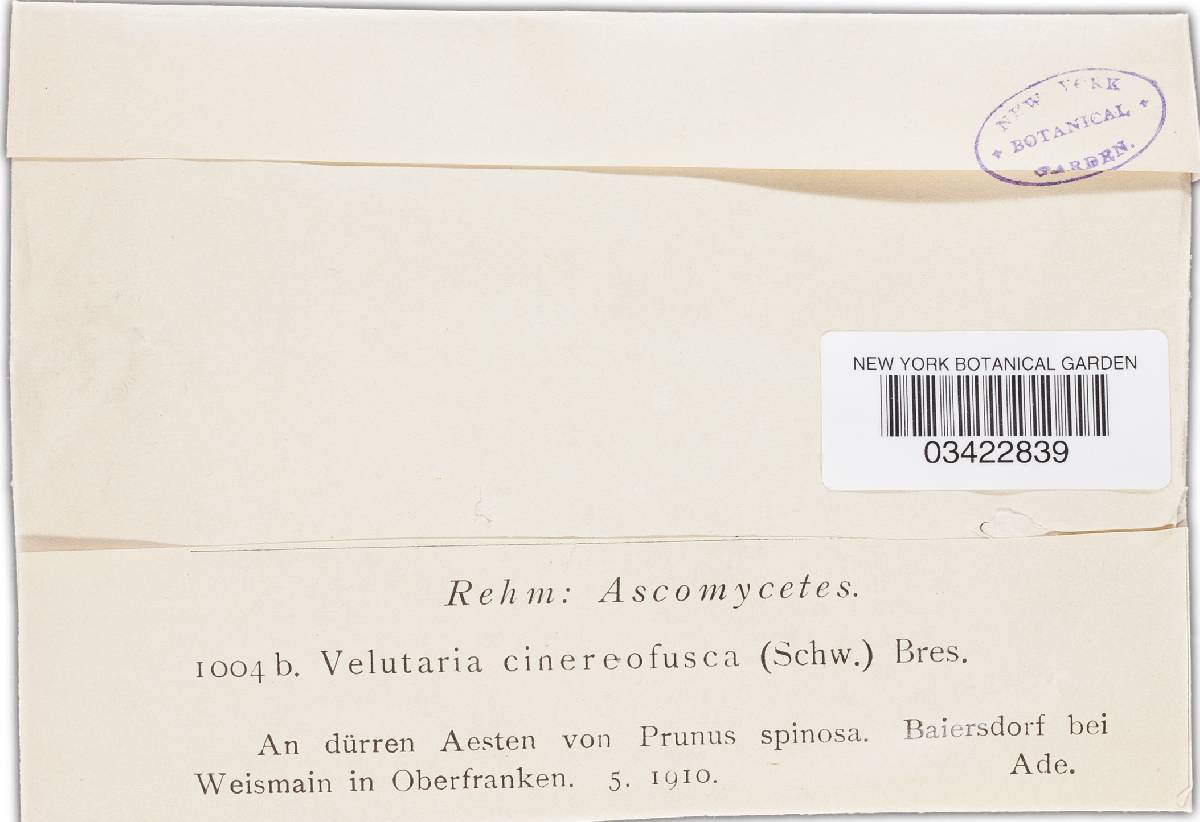 Velutaria cinereofusca image
