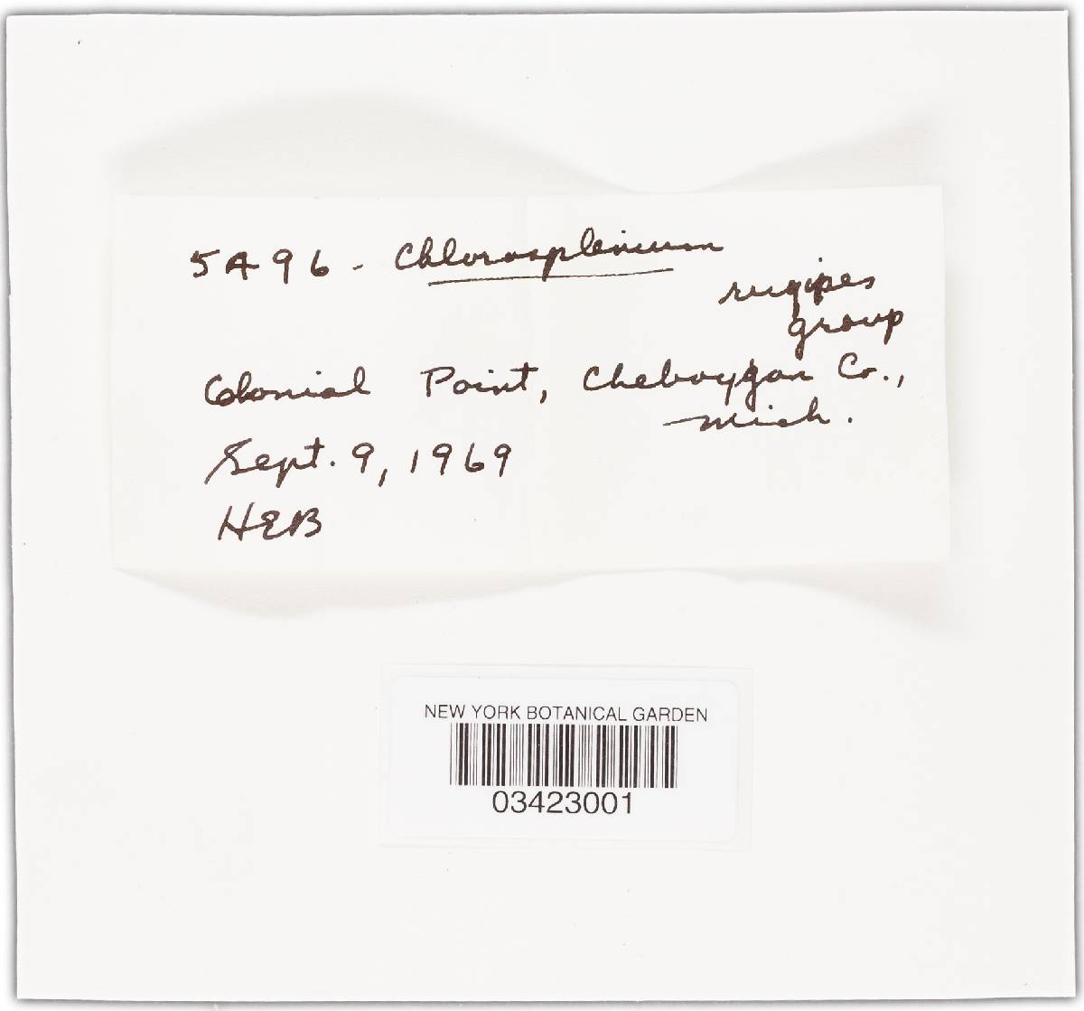Chlorosplenium rugipes image