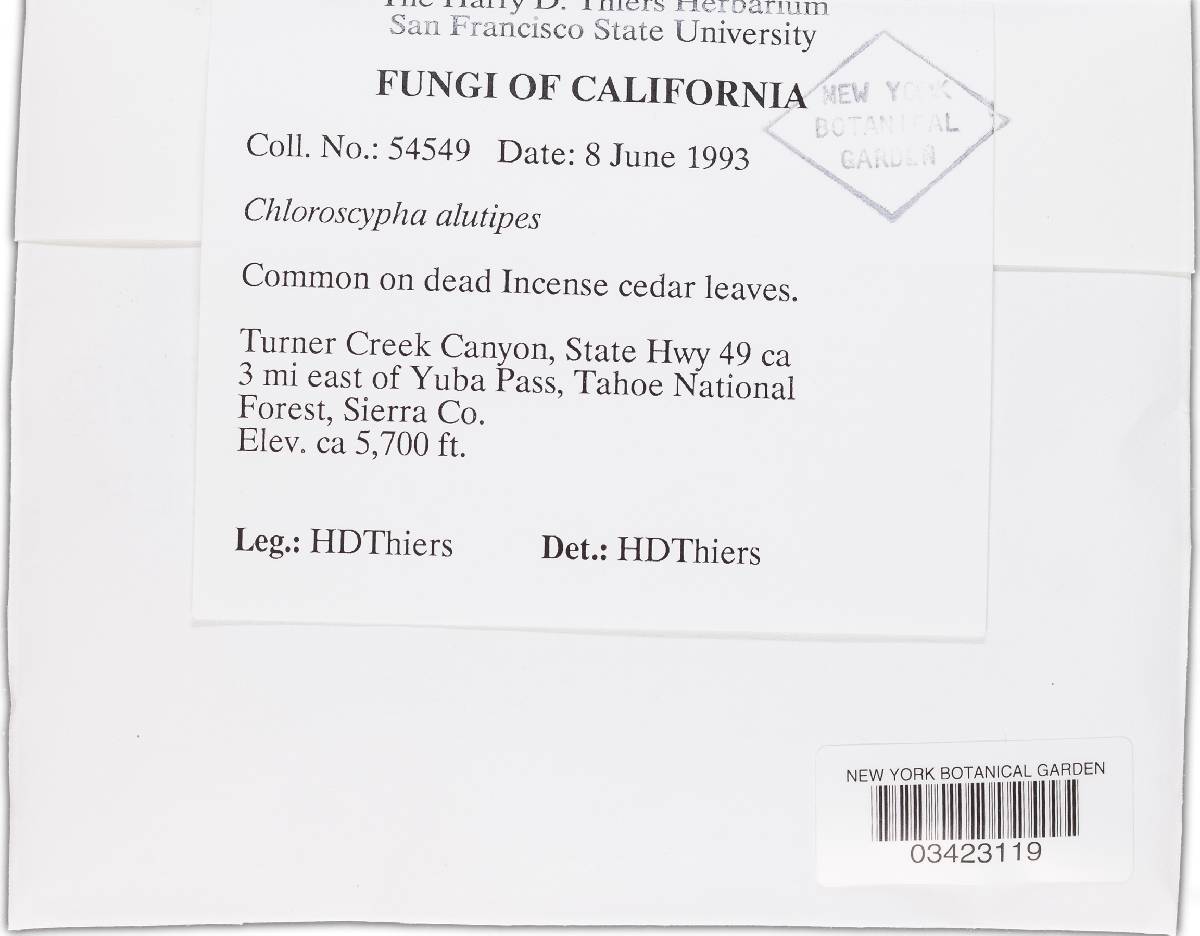 Chloroscypha alutipes image