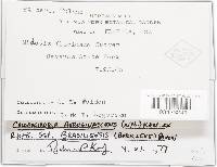 Chlorociboria aeruginascens image
