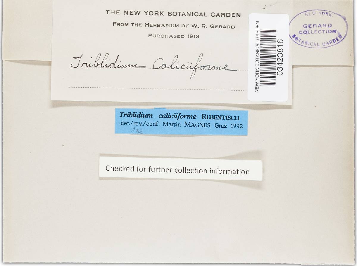 Triblidium caliciiforme image