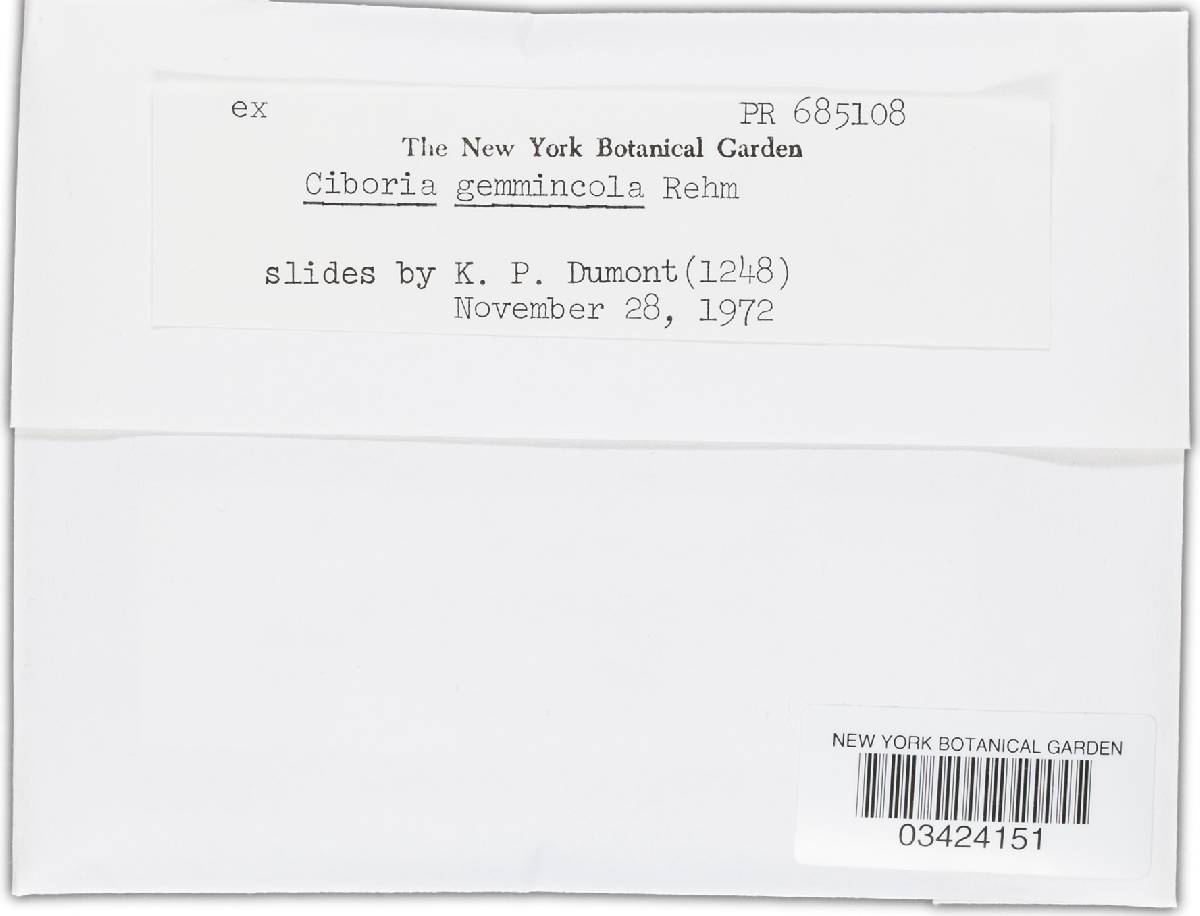 Ciboria gemmincola image