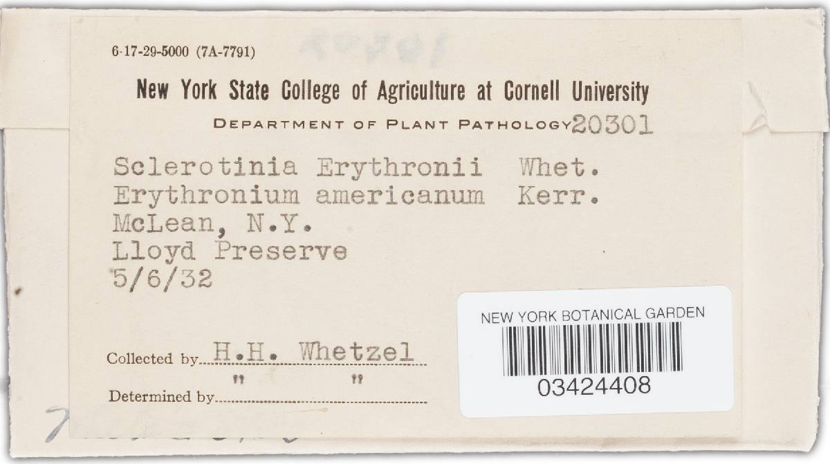 Ciborinia erythronii image