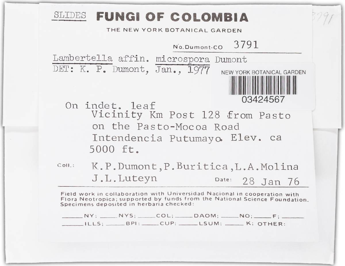 Lambertella microspora image