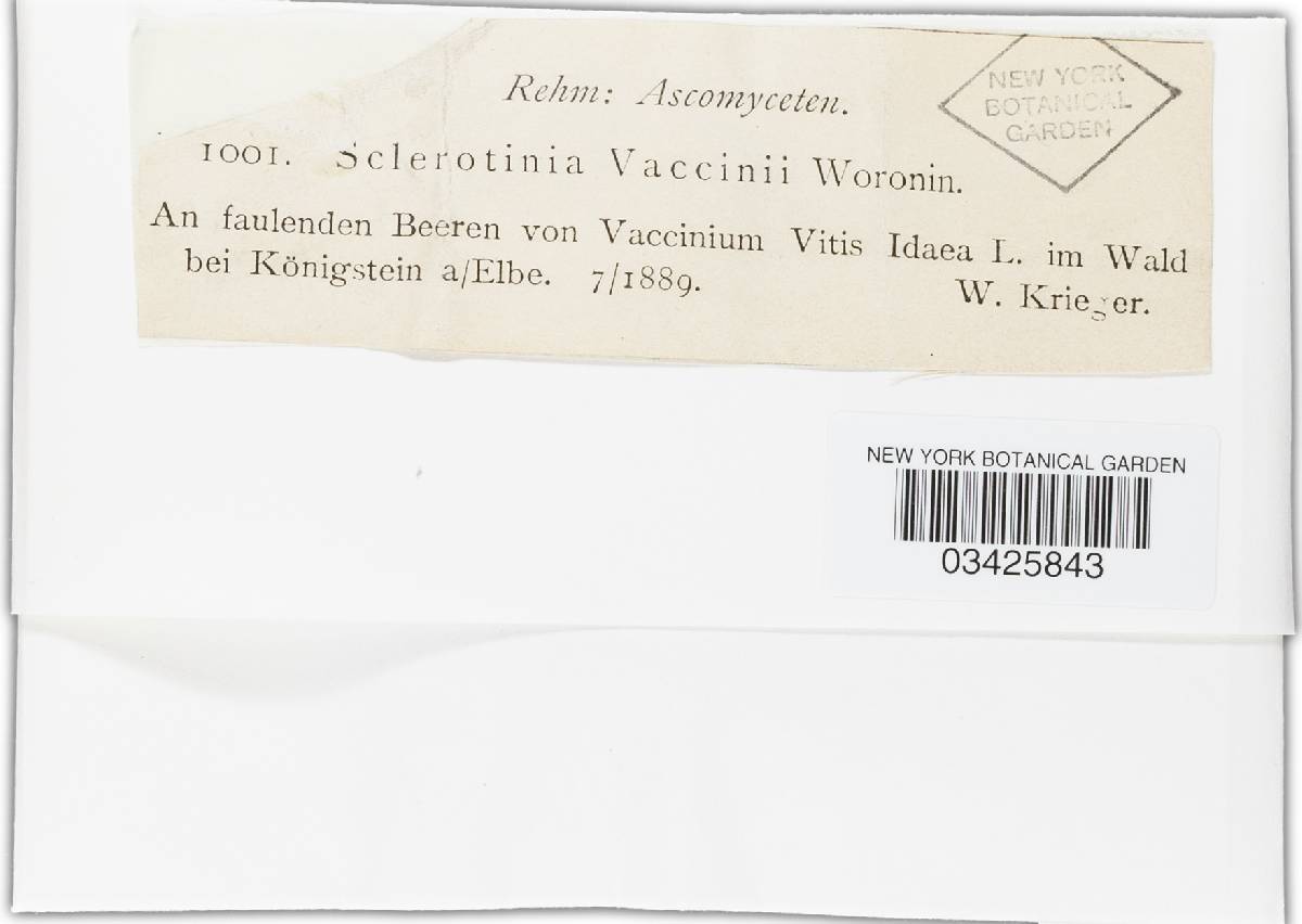 Monilinia urnula image