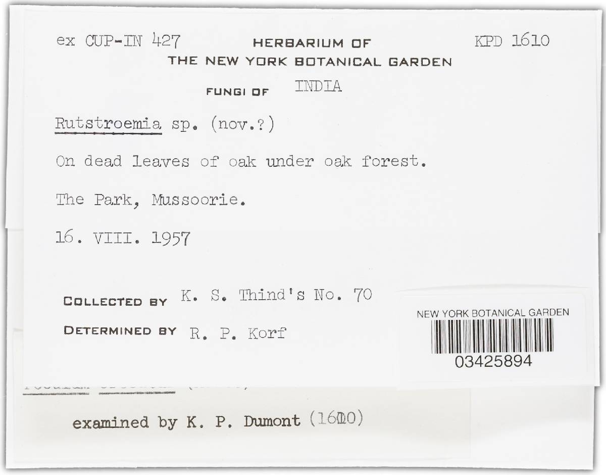 Poculum crocatum image