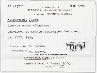 Rutstroemia firma image