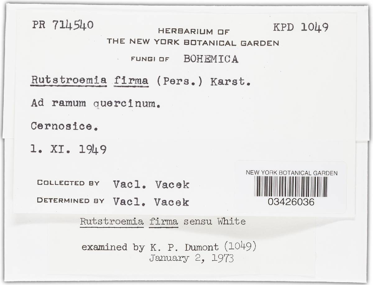 Rutstroemia image