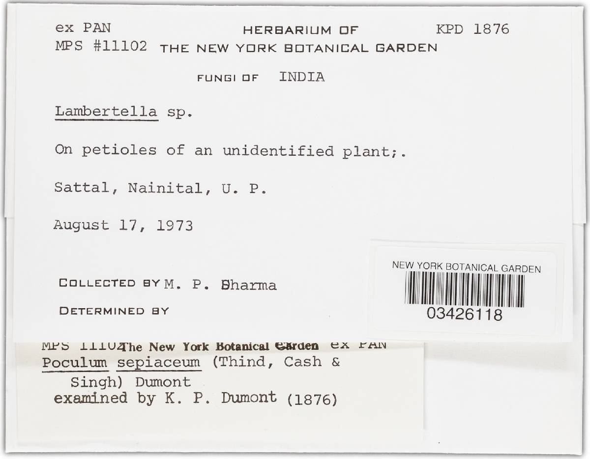 Poculum sepiaceum image