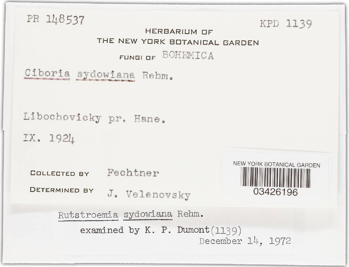 Rutstroemia image
