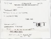 Rutstroemia aurea image