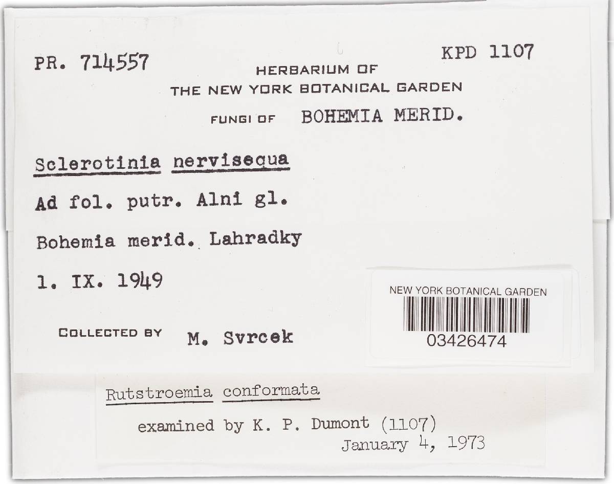 Rutstroemia conformata image