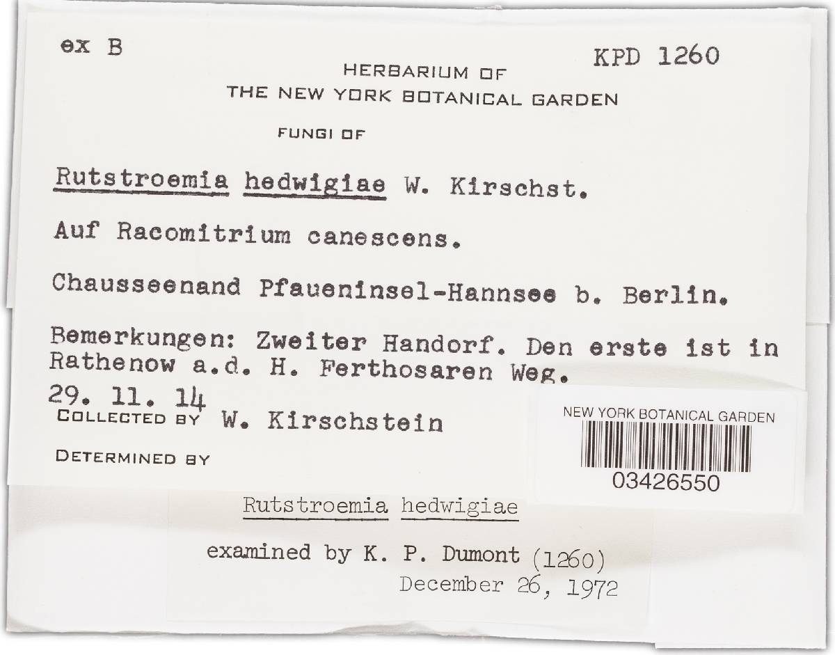 Rutstroemia hedwigiae image