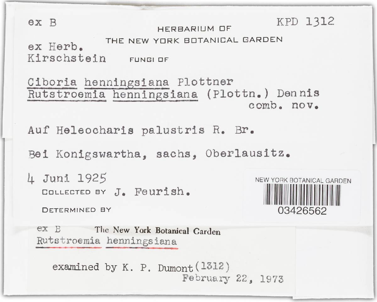 Rutstroemia henningsiana image