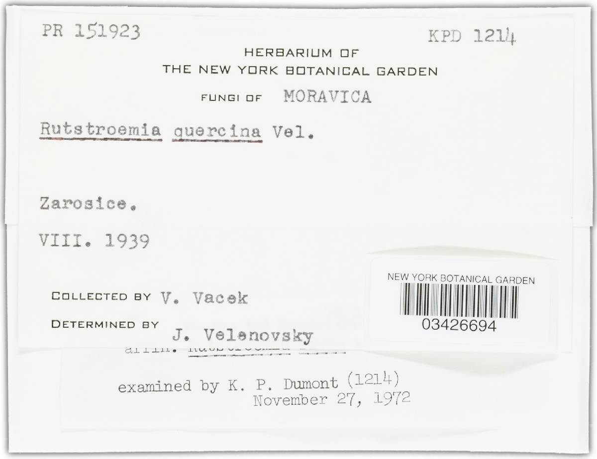 Rutstroemia image
