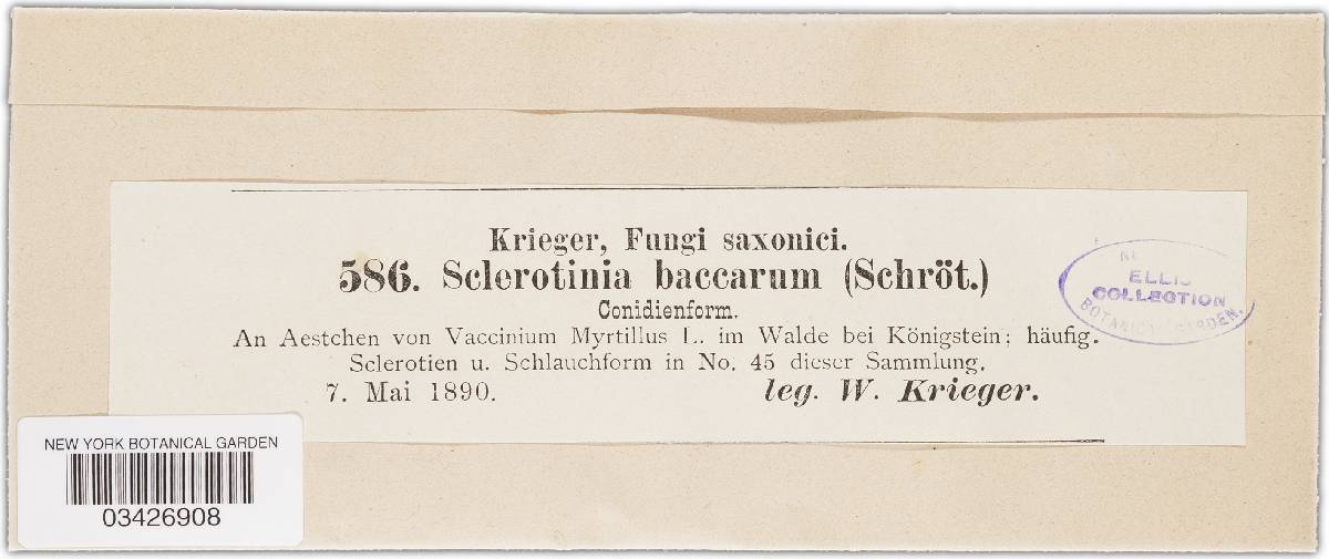Monilinia baccarum image