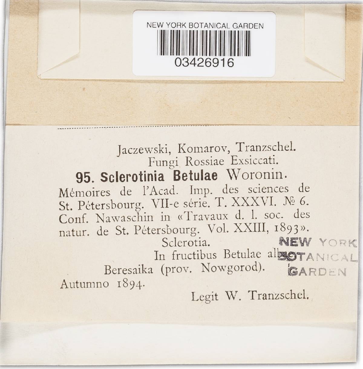 Ciboria betulae image