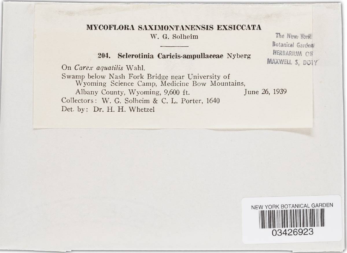 Sclerotinia caricis-ampullaceae image
