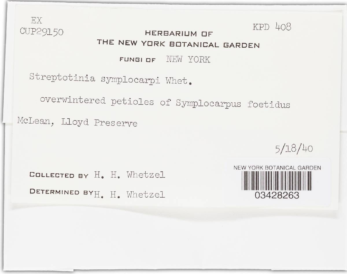 Streptotinia image