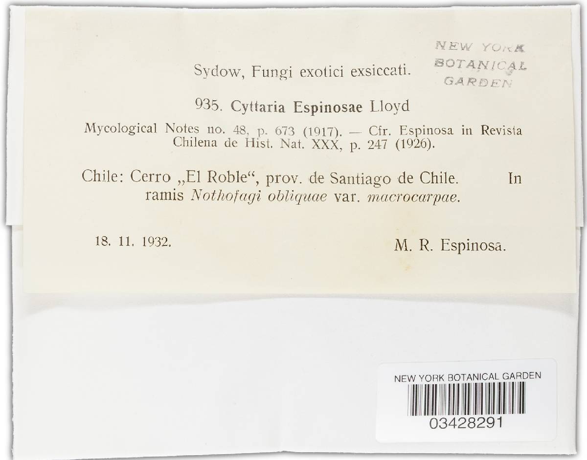 Cyttaria espinosae image