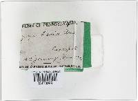 Peziza badia image