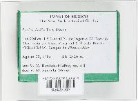 Peziza badia image