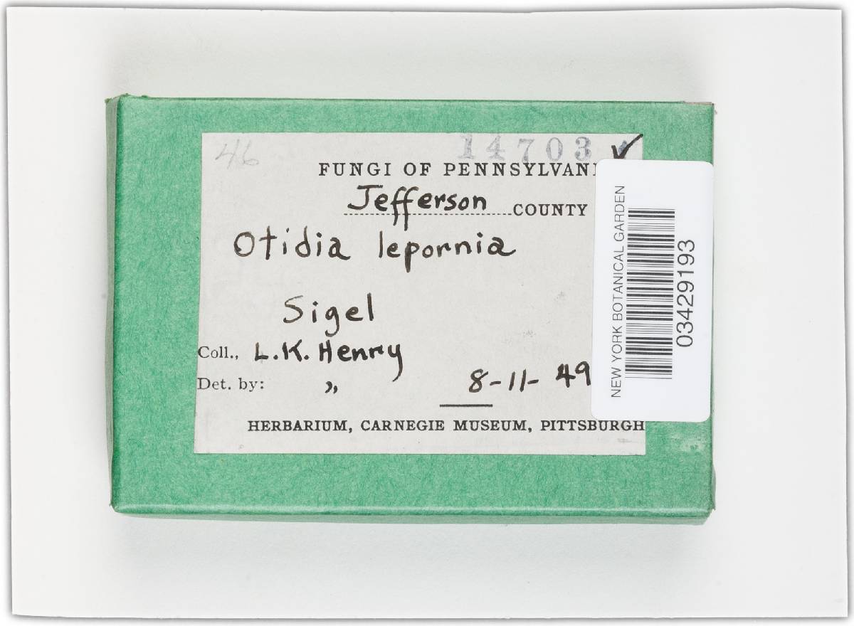 Otidea leporina image