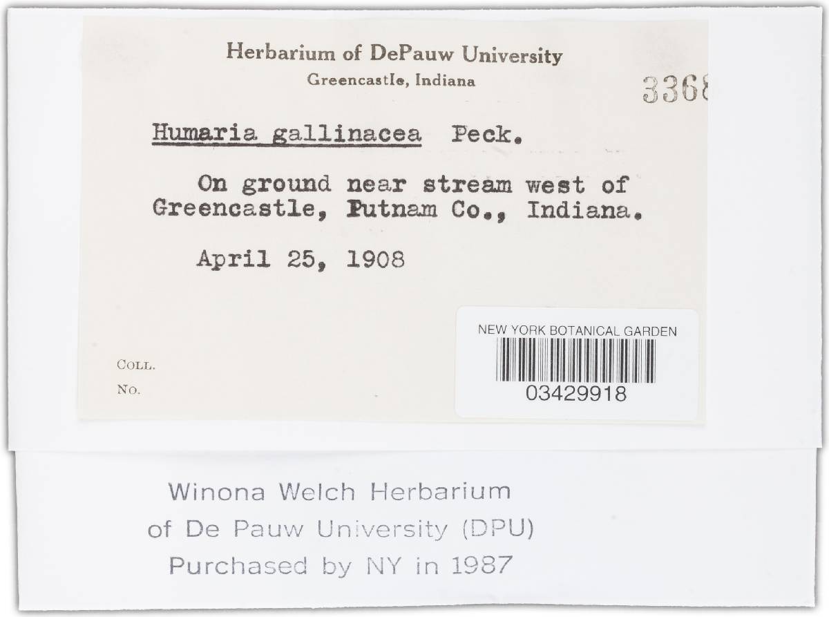 Ascophanus gallinaceus image