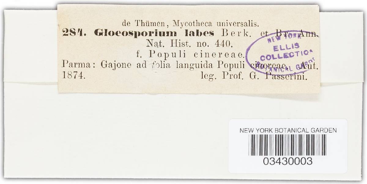 Gloeosporium labes image