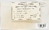 Colletotrichum coccodes image