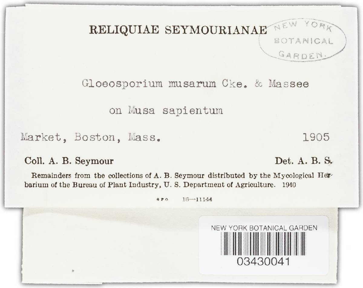 Gloeosporium musarum image