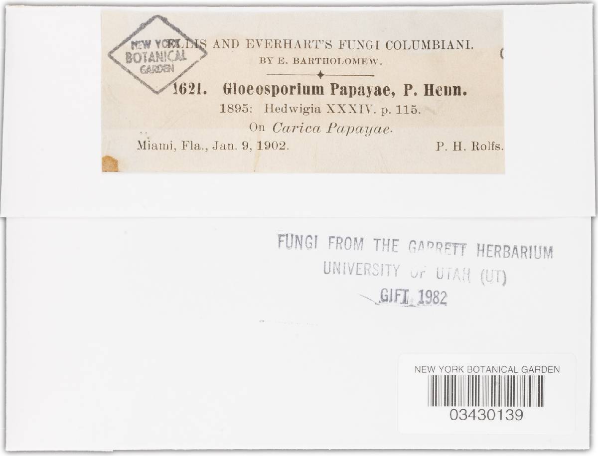 Gloeosporium papayae image