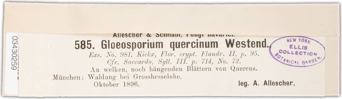 Amphiporthe leiphaemia image