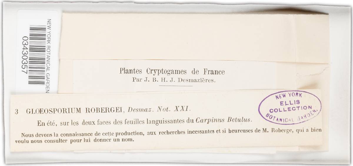 Gloeosporium robergei image
