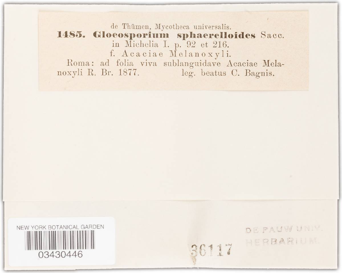 Gloeosporium sphaerelloides image